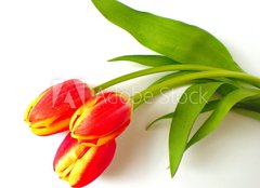 Fototapeta pltno 240 x 174, 4410361 - tulpen - tulips