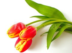 Fototapeta vliesov 270 x 200, 4410361 - tulpen - tulips
