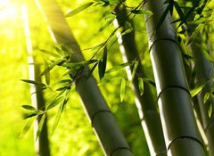 Samolepka flie 100 x 73, 44190942 - Bamboo forest background. Shallow DOF - Bambusov pozad lesa. Mlk DOF