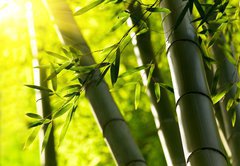 Fototapeta174 x 120  Bamboo forest background. Shallow DOF, 174 x 120 cm