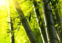 Fototapeta papr 184 x 128, 44190942 - Bamboo forest background. Shallow DOF