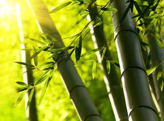 Fototapeta pltno 330 x 244, 44190942 - Bamboo forest background. Shallow DOF