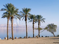 Samolepka flie 270 x 200, 44209054 - Dead Sea - Mrtv moe