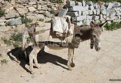 Samolepka flie 145 x 100, 44262409 - Esel von trauriger Gestalt