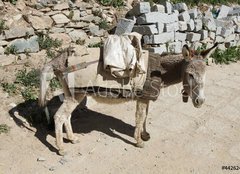 Fototapeta papr 160 x 116, 44262409 - Esel von trauriger Gestalt