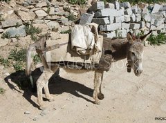 Samolepka flie 270 x 200, 44262409 - Esel von trauriger Gestalt