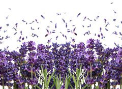 Samolepka flie 100 x 73  fresh lavender flowers on white, 100 x 73 cm