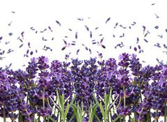 Fototapeta vliesov 100 x 73, 44305903 - fresh lavender flowers on white