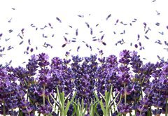 Fototapeta vliesov 145 x 100, 44305903 - fresh lavender flowers on white