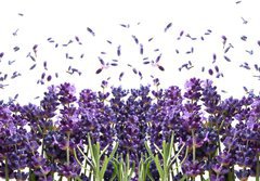 Fototapeta papr 184 x 128, 44305903 - fresh lavender flowers on white - erstv levandule kvtiny na blm