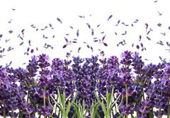 Fototapeta184 x 128  fresh lavender flowers on white, 184 x 128 cm