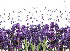 Fototapeta pltno 240 x 174, 44305903 - fresh lavender flowers on white - erstv levandule kvtiny na blm