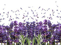 Samolepka flie 270 x 200  fresh lavender flowers on white, 270 x 200 cm