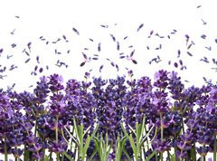 Fototapeta270 x 200  fresh lavender flowers on white, 270 x 200 cm