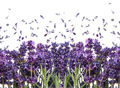 Fototapeta330 x 244  fresh lavender flowers on white, 330 x 244 cm