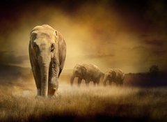 Fototapeta vliesov 100 x 73, 44396758 - Elephants at sunset