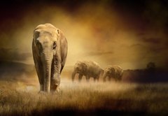 Samolepka flie 145 x 100  Elephants at sunset, 145 x 100 cm