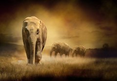 Fototapeta papr 184 x 128, 44396758 - Elephants at sunset - Sloni pi zpadu slunce