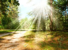 Fototapeta pltno 160 x 116, 44542883 - Forest