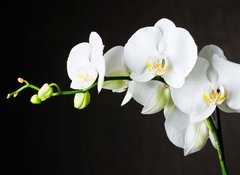 Samolepka flie 100 x 73, 44550802 - Close-up of white orchids (phalaenopsis) against dark background