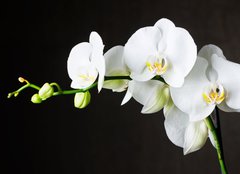 Fototapeta papr 160 x 116, 44550802 - Close-up of white orchids (phalaenopsis) against dark background