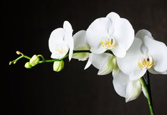 Fototapeta pltno 174 x 120, 44550802 - Close-up of white orchids (phalaenopsis) against dark background - Zavt