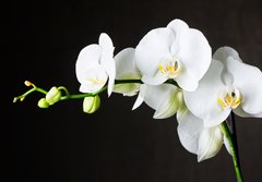Fototapeta papr 184 x 128, 44550802 - Close-up of white orchids (phalaenopsis) against dark background