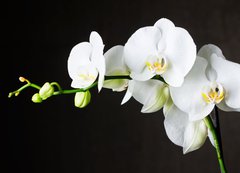 Samolepka flie 200 x 144, 44550802 - Close-up of white orchids (phalaenopsis) against dark background