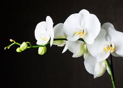 Fototapeta vliesov 200 x 144, 44550802 - Close-up of white orchids (phalaenopsis) against dark background - Zavt