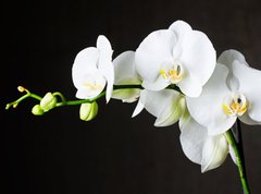 Samolepka flie 270 x 200, 44550802 - Close-up of white orchids (phalaenopsis) against dark background