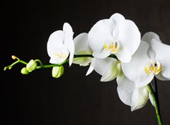 Fototapeta pltno 330 x 244, 44550802 - Close-up of white orchids (phalaenopsis) against dark background