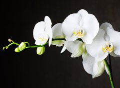 Fototapeta papr 360 x 266, 44550802 - Close-up of white orchids (phalaenopsis) against dark background
