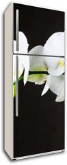 Samolepka na lednici flie 80 x 200, 44550802 - Close-up of white orchids (phalaenopsis) against dark background