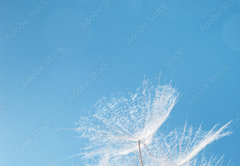 Samolepka fólie 145 x 100, 445655811 - White fluffy dandelion in sunlight on blue background. Bright sunny flower with fly seeds close up. - Bílá načechraná pampeliška na slunci na modrém pozadí. Zářivě slunečno květina s létajícími semeny zblízka.