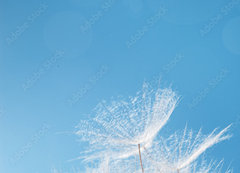 Samolepka flie 200 x 144, 445655811 - White fluffy dandelion in sunlight on blue background. Bright sunny flower with fly seeds  close up. - Bl naechran pampelika na slunci na modrm pozad. Ziv sluneno kvtina s ltajcmi semeny zblzka.