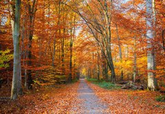 Fototapeta vliesov 145 x 100, 44662629 - Pathway in the autumn forest