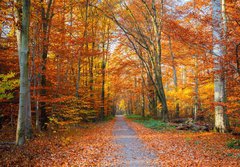 Fototapeta papr 184 x 128, 44662629 - Pathway in the autumn forest