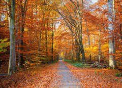 Fototapeta papír 254 x 184, 44662629 - Pathway in the autumn forest - Cesta v podzimním lese