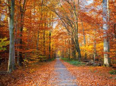 Samolepka flie 270 x 200, 44662629 - Pathway in the autumn forest
