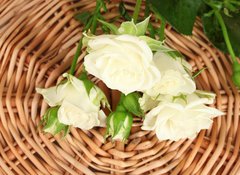 Samolepka flie 100 x 73, 44718404 - Beautiful white roses on wicker mat close-up - Krsn bl re na proutn rohoe blzko