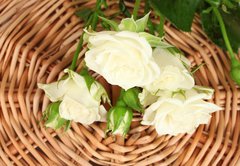 Samolepka flie 145 x 100, 44718404 - Beautiful white roses on wicker mat close-up - Krsn bl re na proutn rohoe blzko