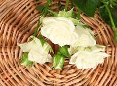 Fototapeta papír 360 x 266, 44718404 - Beautiful white roses on wicker mat close-up - Krásné bílé růže na proutěné rohože blízko