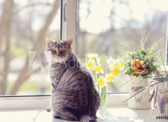 Samolepka flie 100 x 73, 44792547 - cat sitting on the windowsill in the flowers on the background o - koka sed na parapetu v kvtech na pozad o