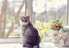 Samolepka flie 145 x 100, 44792547 - cat sitting on the windowsill in the flowers on the background o - koka sed na parapetu v kvtech na pozad o