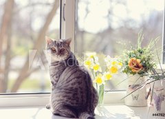 Fototapeta vliesov 200 x 144, 44792547 - cat sitting on the windowsill in the flowers on the background o