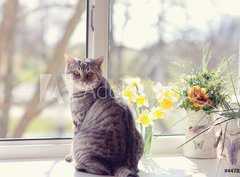 Fototapeta pltno 330 x 244, 44792547 - cat sitting on the windowsill in the flowers on the background o
