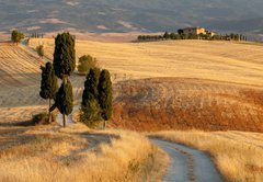 Fototapeta pltno 174 x 120, 44861103 - Tuscan countryside at sunset, near Pienza, Tuscany, Italy