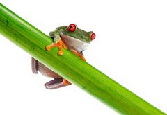 Fototapeta145 x 100  Green Frog with red eye., 145 x 100 cm