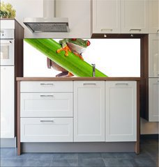 Fototapeta do kuchyn flie 180 x 60, 45097873 - Green Frog with red eye. - Zelen ba s ervenm okem.