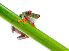 Fototapeta papr 360 x 266, 45097873 - Green Frog with red eye. - Zelen ba s ervenm okem.